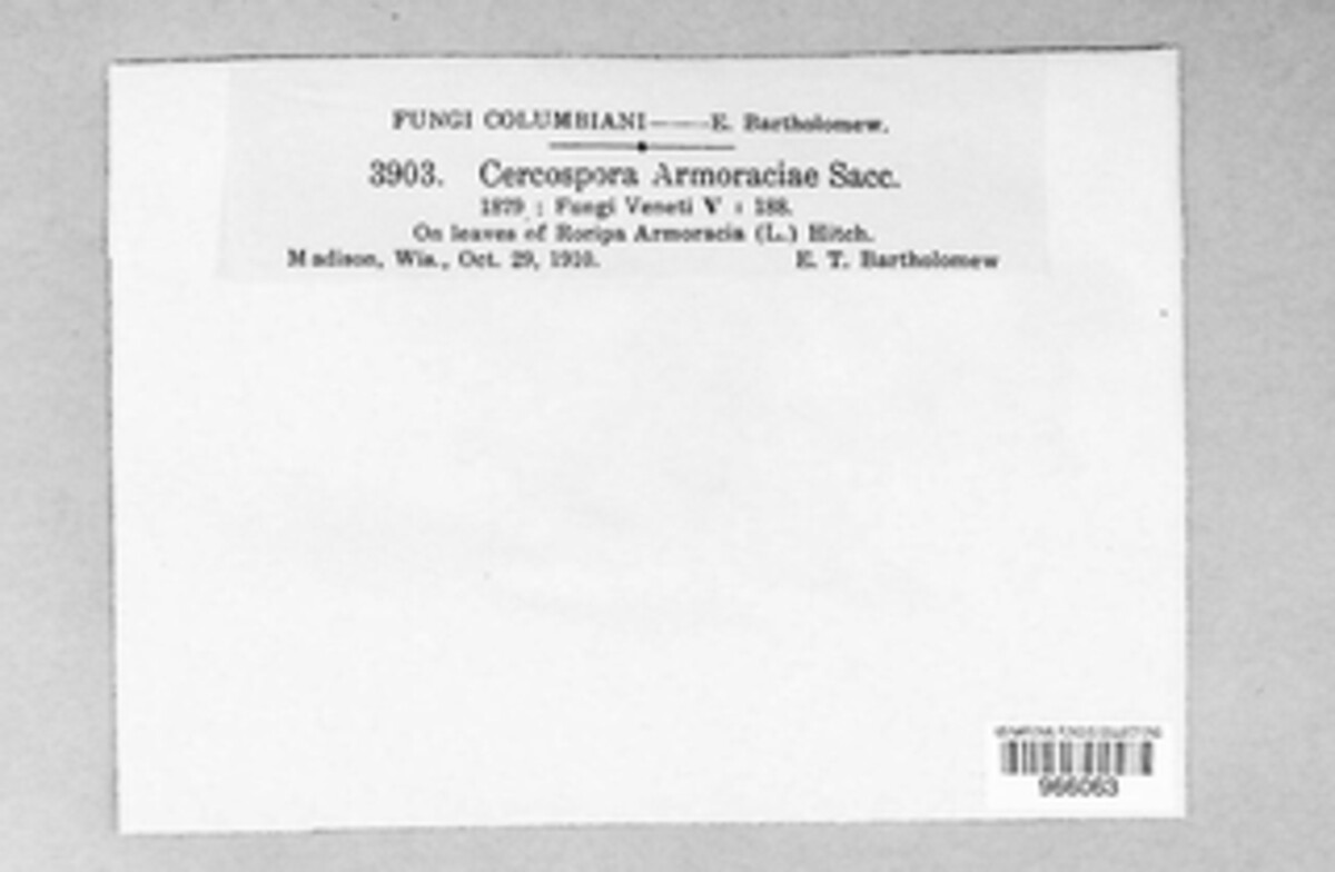 Cercospora armoraciae image